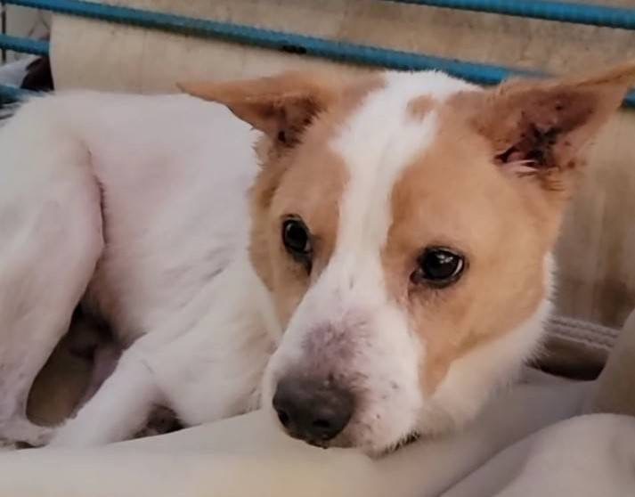 保護犬・保護猫の写真