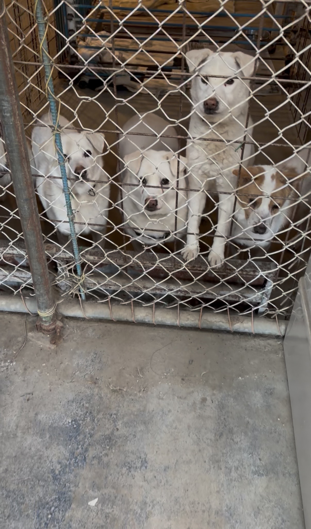 多頭飼育崩壊から保護された子達