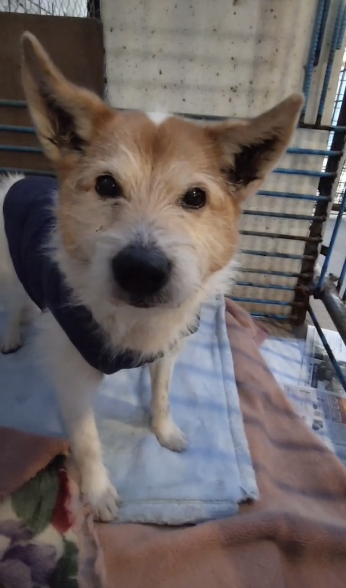 保護犬・保護猫の写真