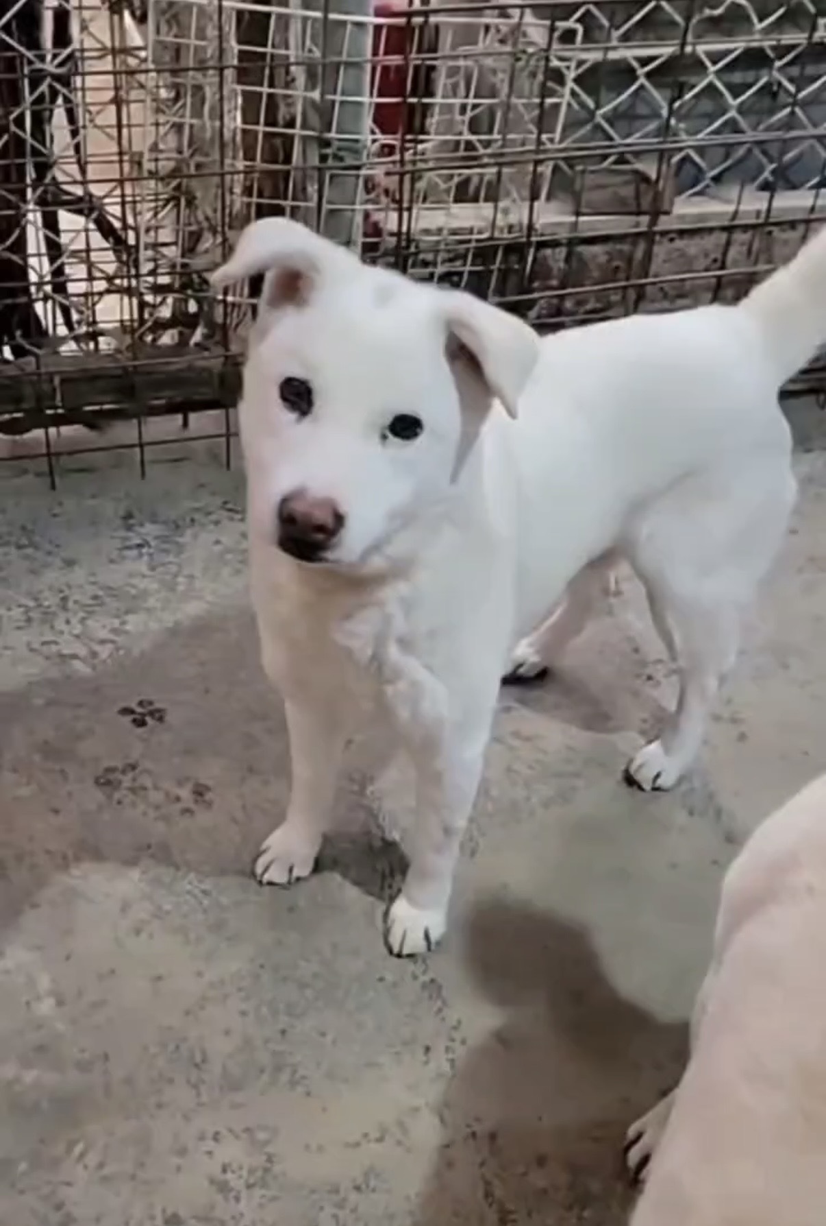 保護犬・保護猫の写真