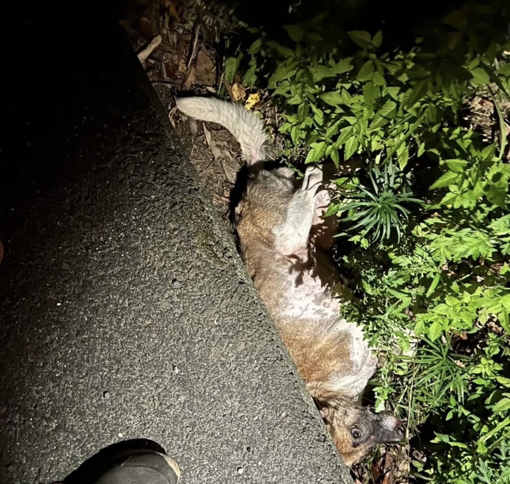 保護活動の様子