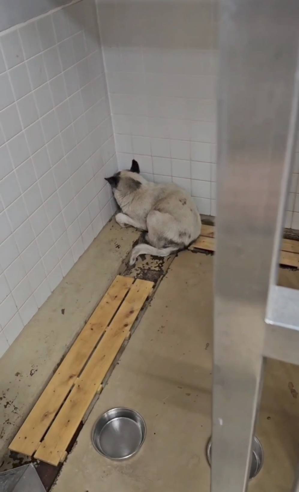 保護活動の様子