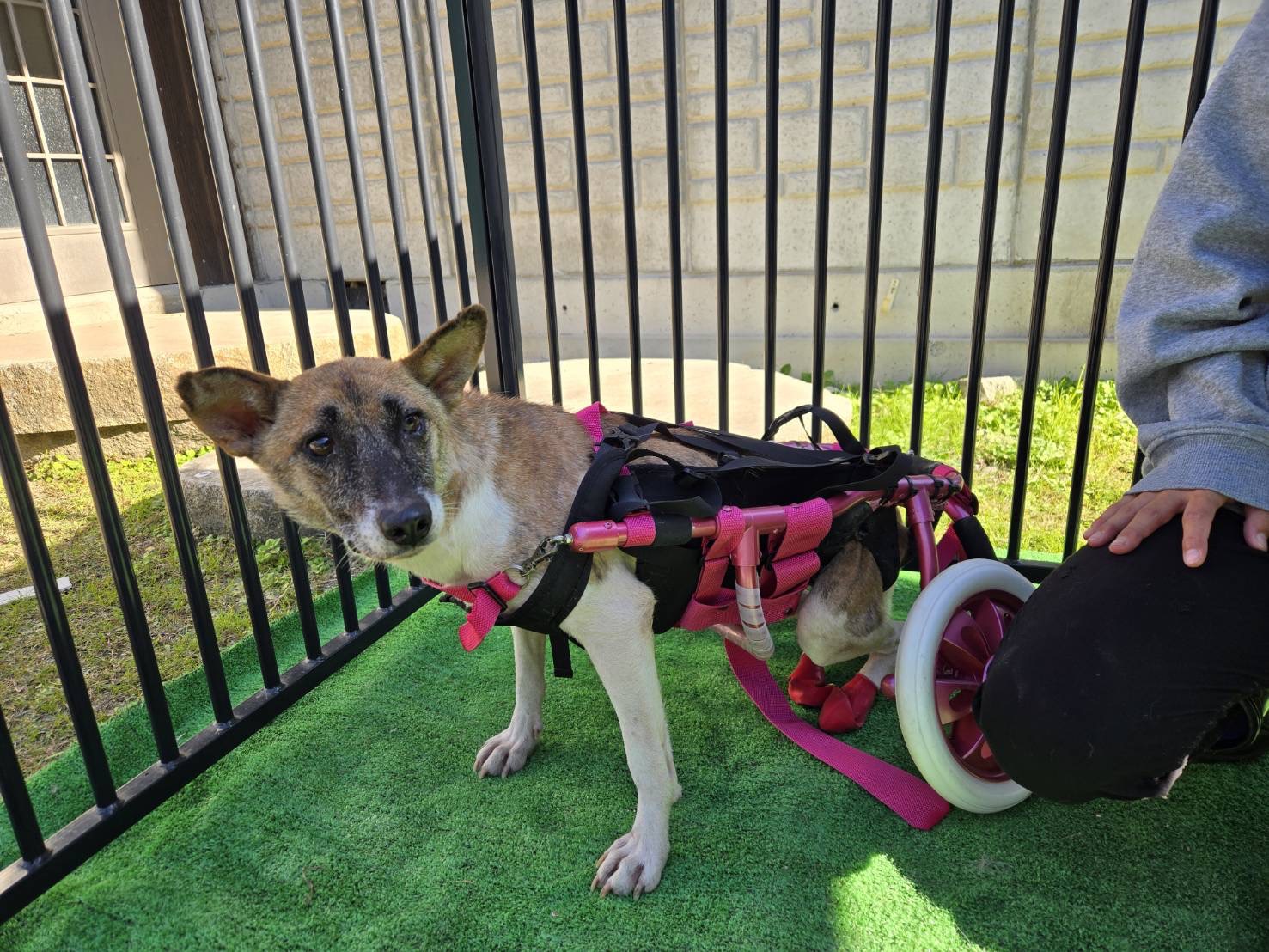 車椅子の野犬アキちゃん