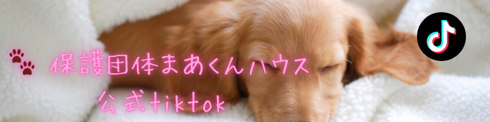 まあくんハウス公式tiktok